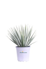 Pianta yucca rostrata usato  Santeramo in Colle