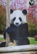 Giant panda vintage for sale  DUNDEE