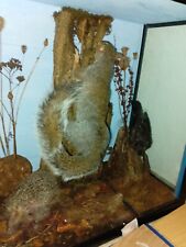 Taxidermy squirrel hedgehog for sale  KETTERING