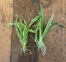 Bewurzelte grünlilien ableger gebraucht kaufen  Lamstedt