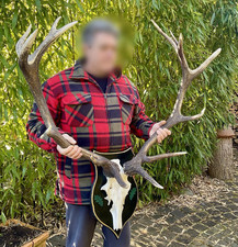 Hirschgeweih ender abwurfstang gebraucht kaufen  Engstingen