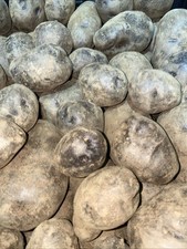 Patate viola bergerac usato  Decollatura