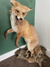 Taxidermy fox open for sale  MANCHESTER