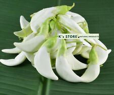 Sesbania grandiflora seeds for sale  Pearland