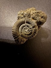 Rare pyrite ammonite for sale  COBHAM