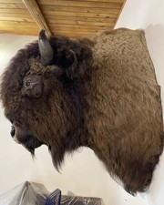 Gorgeous massive mounted for sale  Black Diamond