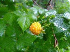 Salmonberry root cuttings for sale  Blaine