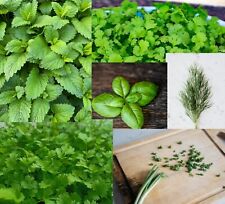 Herb plug plants for sale  PRESTON