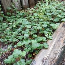 Formosan creeping golden for sale  Batesburg