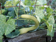 Zucca albenga trombetta usato  Reggio Calabria