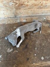 Taxidermy mummified whippet for sale  BELFAST