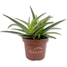 Pink blush aloe for sale  Miami
