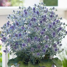 Eryngium magical blue for sale  UK