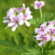 Lemon scented geranium for sale  GLASGOW