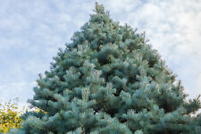 California white fir for sale  Saint Augustine