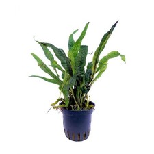 Microsorum sp. india usato  Resana