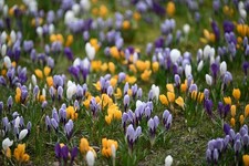 Crocus species mixed for sale  CRAWLEY