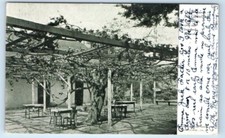 Grape vine san for sale  Foresthill