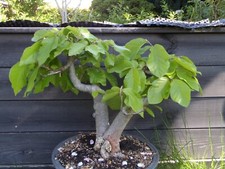 Bonsai rotbuche yamadori gebraucht kaufen  Dresden