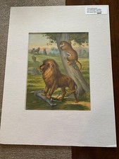 lion print for sale lion print for sale New Market