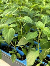 Serrano chili lot for sale  Monongahela
