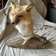 Red fox taxidermy for sale  Faribault