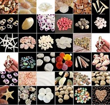 Natural beach shells for sale  AXBRIDGE