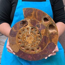 Caracola fósil en rodajas pulidas naturales de 8,07 lb 2284 segunda mano  Embacar hacia Mexico