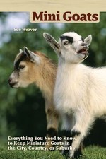 Mini goats everything for sale  UK