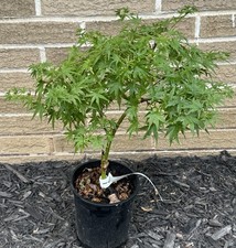 Acer palmatum jewels for sale  Independence