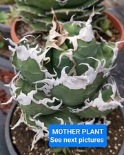Agave titanota diavolo usato  Baranzate