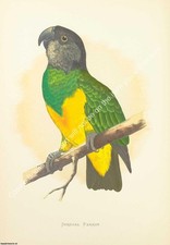 Print parrots captivity for sale  SHREWSBURY