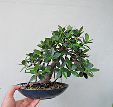 bonsai ficus tree for sale  Miami