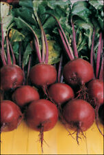 Beetroot plug plants for sale  PRESTON
