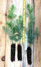 Apache white fir for sale  Albany