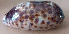 Cypraea testudinaria philippin d'occasion  Fréhel