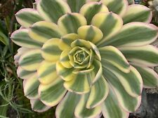 Aeonium sunburst live for sale  San Luis Obispo