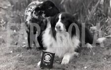 Vintage animali domestici usato  Roma