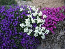 Sale26 aubrieta mix gebraucht kaufen  Dettingen an der Erms