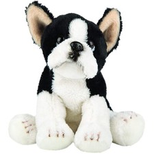 Boston terrier small for sale  NORWICH