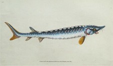 Antique fish print for sale  SHREWSBURY