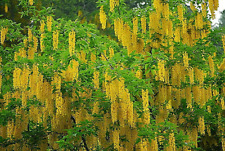 Golden chain tree for sale  Lynnwood