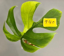 Rhaphidophora tetrasperma aure gebraucht kaufen  Köln