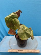 Begonia cvs u500 for sale  San Francisco