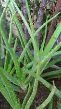 Lot medicinal aloe for sale  Scottsdale