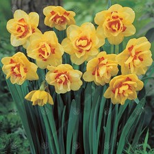 Daffodil tahiti early for sale  UK
