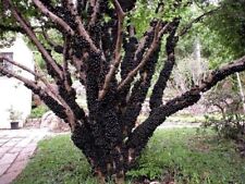 Brazilian grape tree for sale  Hurley
