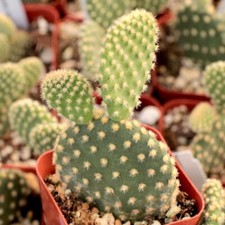 Bunny ears live for sale  Fort Jones