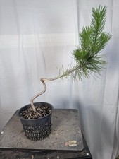 pine 2 rounds for sale pine 2 rounds for sale Arlington