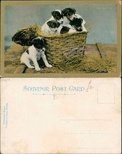 Arrived terrier puppy for sale  MANCHESTER